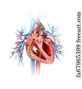 Free Art Print Of Human Heart Cross Section With Vessels And Bronchial