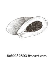 Free Art Print Of Papaya Or Papaw Set Hand Drawn Fruits Papayas On