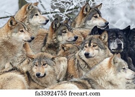 Free art print of A Pack of wolves. A pack of wolves in snow | FreeArt ...