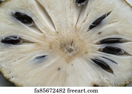 Free Guyabano Art Prints And Artwork Freeart