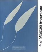 Jamaica Art Print - Achrosticum Simplex, Jamaica