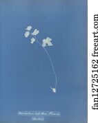 Adiantum Art Print - Adiantum Capillus Veneris, British