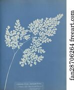 Adiantum Art Print - Adiantum Cuneatum