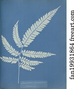 Adiantum Art Print - Adiantum Serrulatum, Jamaica