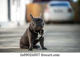 red tiger bulldog for sale