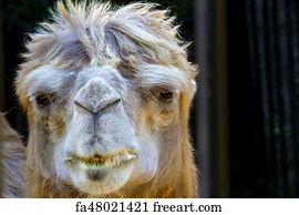 Free Camel Hair Art Prints and Artworks | FreeArt Free Camel Hair Art Prints and Artworks | FreeArt