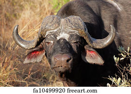 Free art print of African buffaloes. African or Cape buffaloes