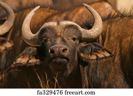 Free art print of African buffaloes. African or Cape buffaloes