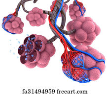 Free art print of Alveoli in lungs. Alveoli in lungs - blood saturating ...