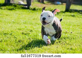 red tiger bulldog for sale