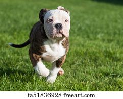 red tiger bulldog for sale
