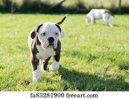 red tiger bulldog for sale