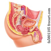 Free art print of Digestive system of male anatomy. Illustration of