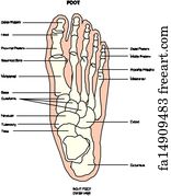 Free art print of Anatomy of leg and foot human. Anatomy of leg and ...