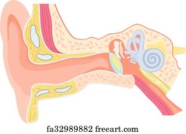 Free art print of Anatomy of the human ear and inner ear structure ...