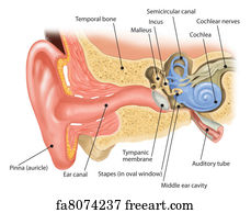 Free art print of Anatomy of the human ear and inner ear structure ...