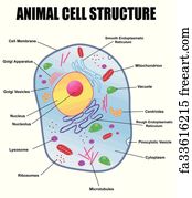 Free art print of Animal cell cross section structure of a Eukaryotic ...