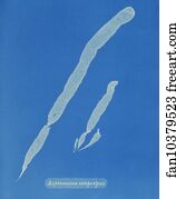 Asperococcus Art Print - Asperococcus Compressus