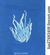 Asperococcus Art Print - Asperococcus Echinatus