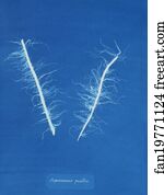 Pusillus Art Print - Asperococcus Pusillus