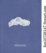 Asperococcus Art Print - Asperococcus Turneri