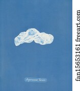 Asperococcus Art Print - Asperococcus Turneri