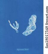 Asperococcus Art Print - Asperococcus Turneri