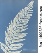 Aspidium Art Print - Aspidium Angulare