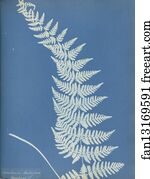 Montreal Art Print - Aspidium Bulbiferum, Montreal