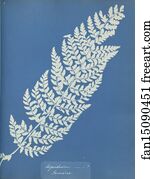 Aspidium Art Print - Aspidium, Jamaica
