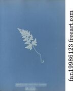 Asplenium Art Print - Asplenium Adiantum Nigrum, British