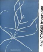 Asplenium Art Print - Asplenium Chinensis