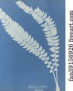 Asplenium Art Print - Asplenium Lonchitis, British