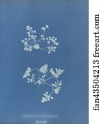 Asplenium Art Print - Asplenium Ruta Muraria, British