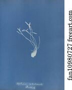 Septentrionale Art Print - Asplenium Septentrionale, British