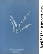 Trichomanes Art Print - Asplenium Trichomanes, British