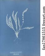 Asplenium Art Print - Asplenium Viride, British