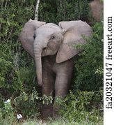 Free art print of Elephant and Baby. African elephant mother prodding