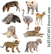 Free Baby Animals Art Prints And Wall Artwork Freeart