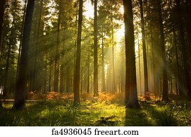 Free Forest Background Art Prints And Wall Artwork Freeart