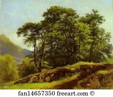 Beech Art Print - Beech Forest In Switzerland