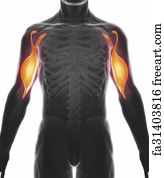 Free art print of Biceps - Visible muscle anatomy map | FreeArt ...