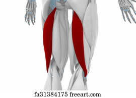 Free art print of Biceps - Visible muscle anatomy map | FreeArt ...