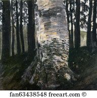 1903 Art Print - Birch In A Forest