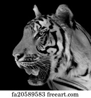 Free art print of Black & White Tiger | FreeArt | fa16916869