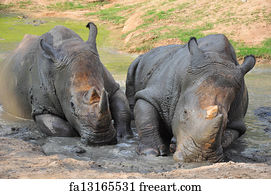 western black rhinoceros last seen
