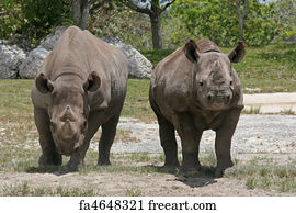 physical description western black rhinoceros