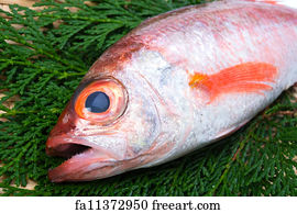 Free Rosy Seabass Art Prints And Artworks Freeart