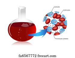 Free Art Print Of Red Blood Cell Life Cycle Medical Vector Illustration ...