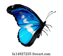 Free art print of Watercolor butterfly , isolated on white | FreeArt ...